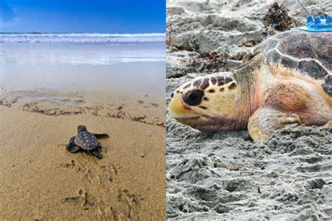 Nidi Di Tartaruga In Molte Spiagge Italiane Come Riconoscere Le Tracce