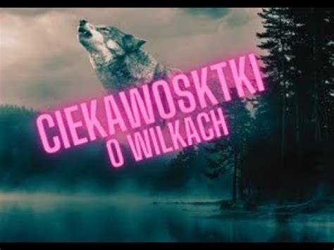 Wilk I Jego Informacje Ciekawostki Youtube