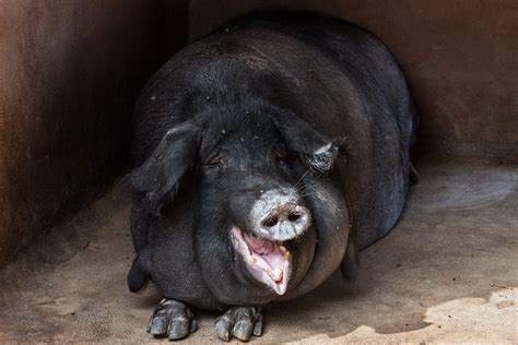 Black hog, Pig, Fat, Muzzle HD wallpaper | Wallpaper Flare