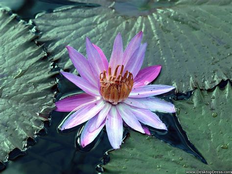 🔥 50 Water Lily Desktop Wallpapers Wallpapersafari