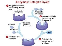 Sodium Potassium Pump Steps, Biology Cell Test Ch. 7 Flashcards | Quizlet