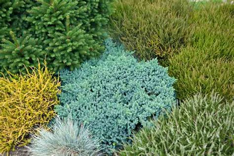 Juniperus Squamata Blue Star” Plavičasta Polegla Kleka Blue Star