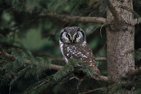 Birds Owl Bird Boreal Owl Wildlife HD Wallpaper Peakpx