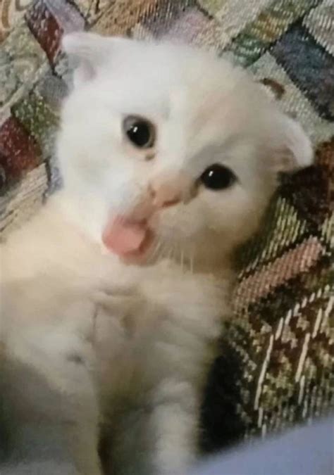 A White Cat Sticking Its Tongue Out On A Couch