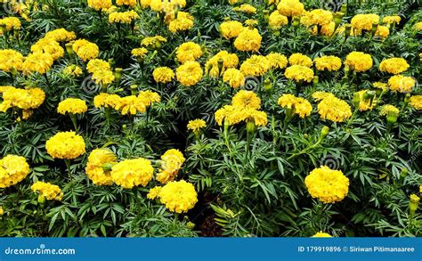 Marigold Flower in the Garden Stock Photo - Image of grass, herb: 179919896