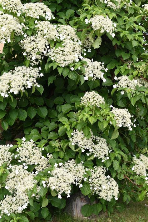 Evergreen Climbing Hydrangea Info: How To Grow Evergreen Hydrangea ...