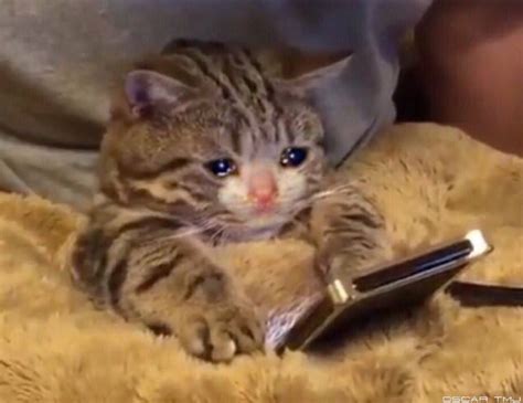 CRYING KITTEN LOOKS AT PHONE, SAD CAT PHONE Blank Template - Imgflip