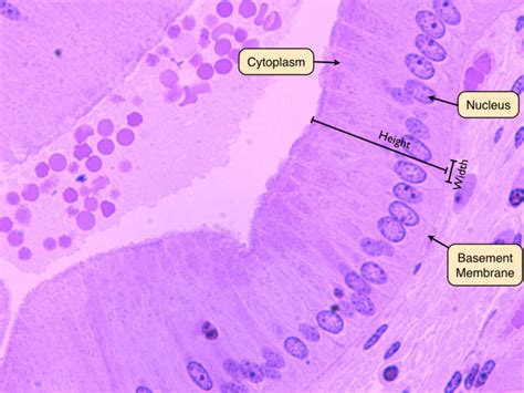 Simple Squamous Epithelium |Inrtroducrion , Anatomy & Function