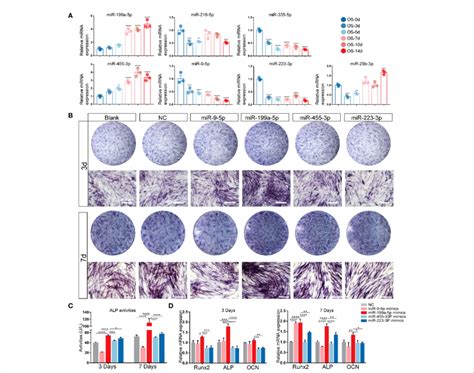 Expression Patterns Of The Candidate Mirnas During Osteogenic