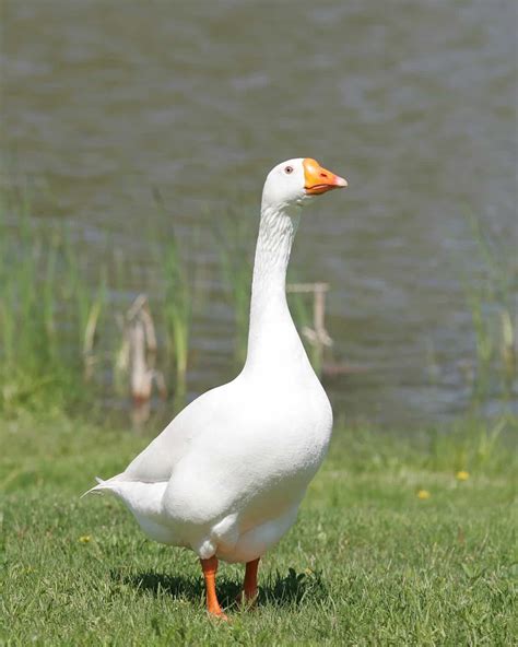 13 White Geese Breeds (With Pictures) - Bird Helpful