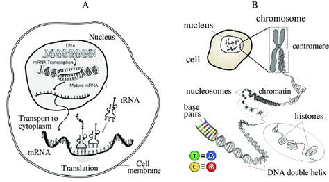 1 A Key Steps Of Protein Synthesis The Two Key Processes In Protein Download Scientific