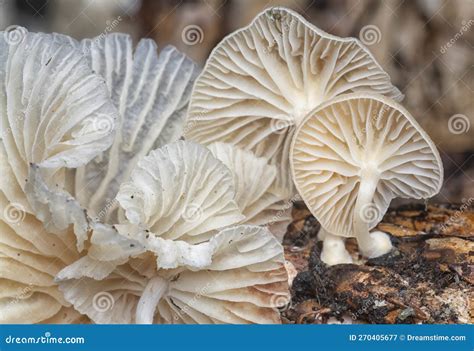 The Wild Funnel Fan Shaped Mushrooms Stock Image Image Of Fruit