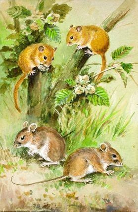 Pin By Ellen Bounds On SKETCHES OF DORMICE MICE AND RATS