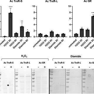 Components Of The Trx Pathway Shown To Be Functional In This Study Ac