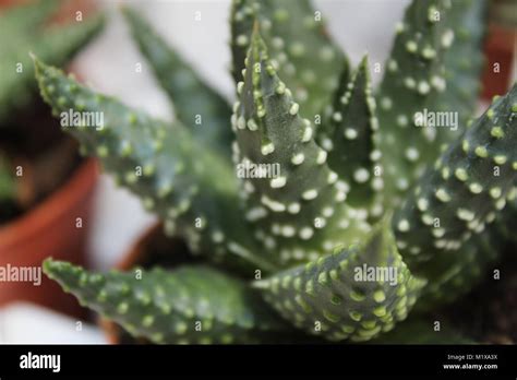 Beautiful And Colorful Haworthia Pots For Sale Stock Photo Alamy