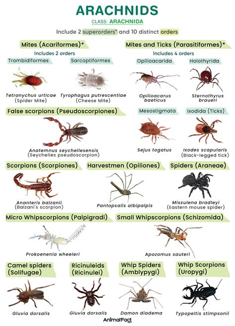 Arachnid Definition Types And Characteristics With Anatomy