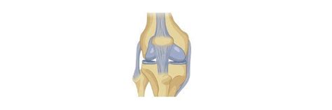 Hyaline Cartilage: Definition, Function, and Examples