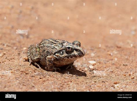 Laliostoma labrosum, Ambalavao, Andringitra National Park, Madagascar ...