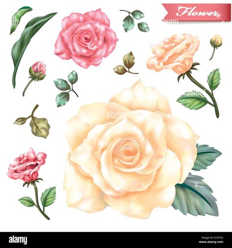 graceful exquisite roses isolated on white background Stock Vector ... 