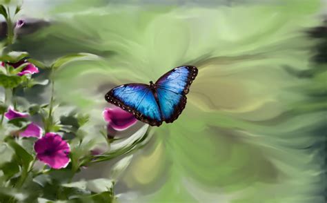 Butterfly 4K HD Wallpapers - Top Free Butterfly 4K HD Backgrounds ...