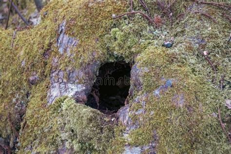 Moss on the rocks stock image. Image of rock, beautiful - 262904309