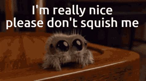 Lucas The Spider GIF - Lucas The Spider - Discover & Share GIFs