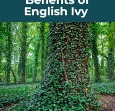 English Ivy Benefits, Uses, Supplements, Dosage and Side Effects- Dr. Axe