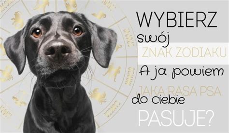 Wybierz Sw J Znak Zodiaku A Ja Powiem Ci Jaka Rasa Psa Jest Dla Ciebie