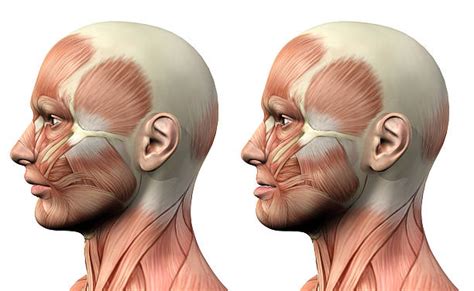 Face In Human Mandibular Anatomy