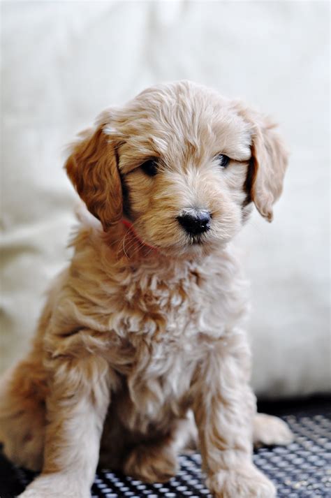 Faithful Doodles 6 Week Old F1b English Goldendoodles Southern