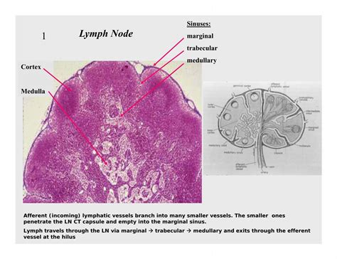 Lymph Node 1