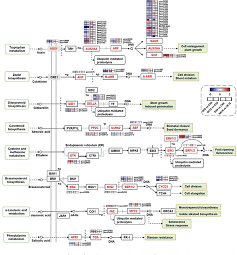 Figure 5 From Comparative Physiological And Transcriptome Analyses