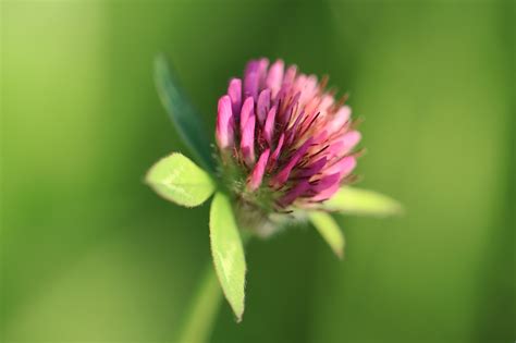 Rotklee Trifolium Pratense Kostenloses Foto Auf Pixabay Pixabay