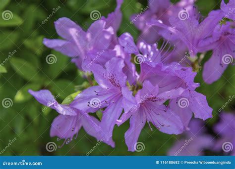 Azaleas Flowers Stock Photo Image Of Spring Living 116188682