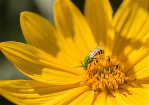 รูปภาพHalictidae – เลือกดูภาพถ่ายสต็อก เวกเตอร์ และวิดีโอ774 | Adobe Stock