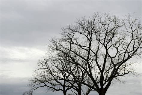 Free Images Tree Nature Branch Snow Winter Cloud Black And