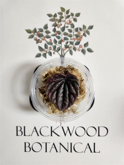 Peperomia Red Schumi – Blackwood Botanical