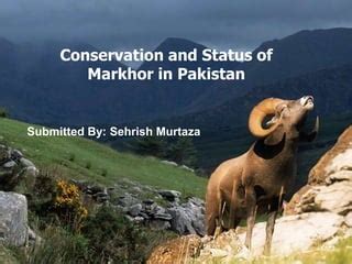 Markhor conservation and status in pakistan | PPT