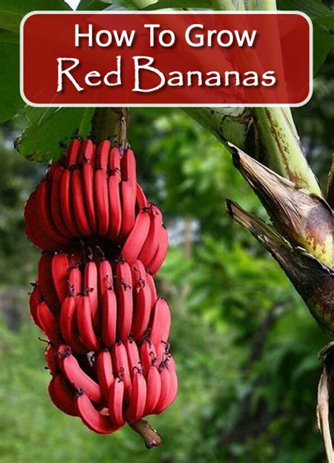 How To Grow Red Bananas