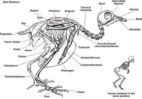 Bird Skeleton | Diagram Showing Skeleton of a Bird