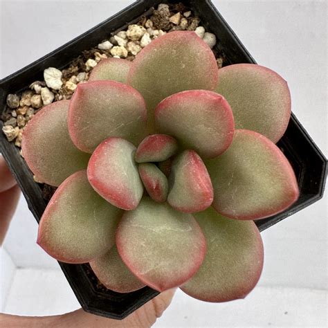 Echeveria Dambi 47 DK Succulents Korea Rare Korean Succulents