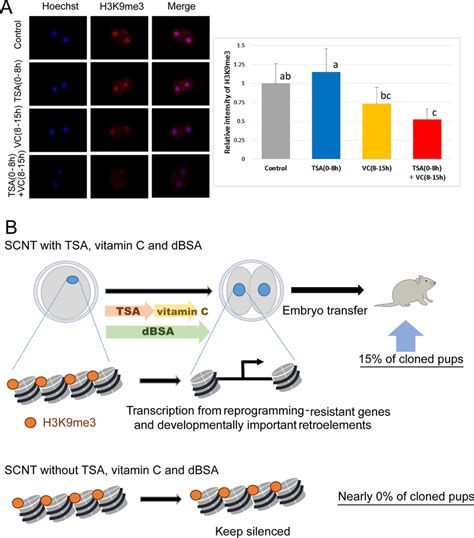 Reduced Histone H3K9 Trimethylation In SCNT Embryos Treated With TSA