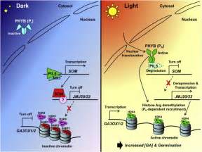 Control Of Seed Germination By Light Induced Histone Arginine