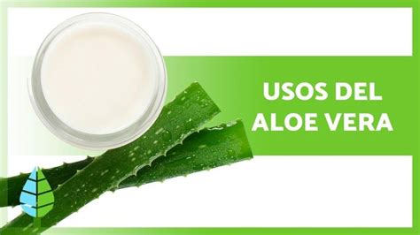 Beneficios Del Aloe Vera 🌿💚 Propiedades Usos Y Contraindicaciones