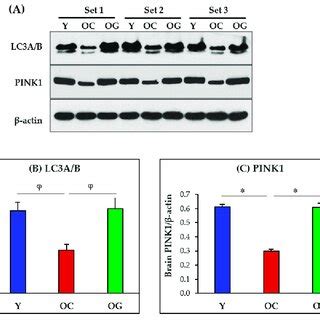 A Immunoblots For Protein Expression For LC3A B And PINK1 Each Blot