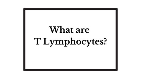 What Are T Lymphocytes? » Microbiology Study