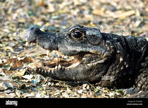 Crocodile india -Fotos und -Bildmaterial in hoher Auflösung – Alamy