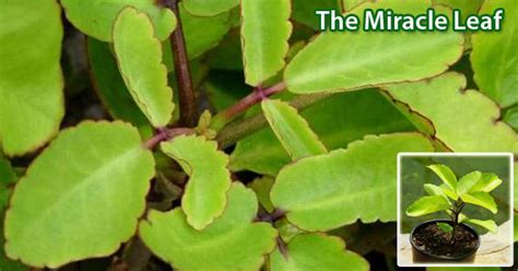 Miracle Leaf For Your Kitchen Garden Gardening