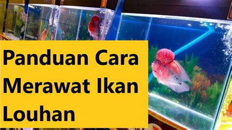 Panduan Cara Merawat Ikan Louhan Ikan Hias