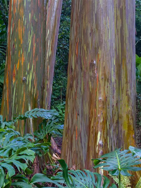 Fast Growing Eucalyptus Rainbow Tree Kens Nursery